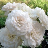 Роза почвопокровная Свани